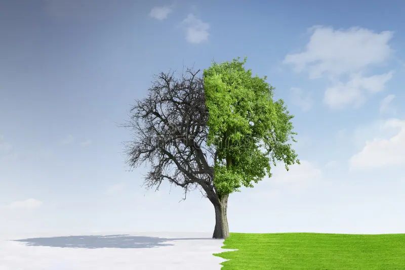 Tree half in winter, half in summer